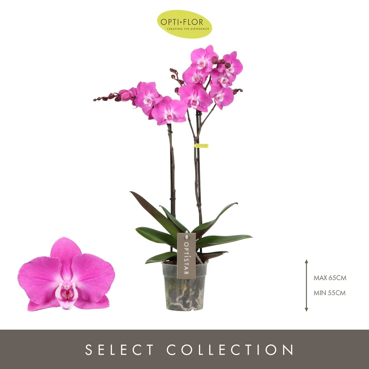 Optistar Maro Orkide