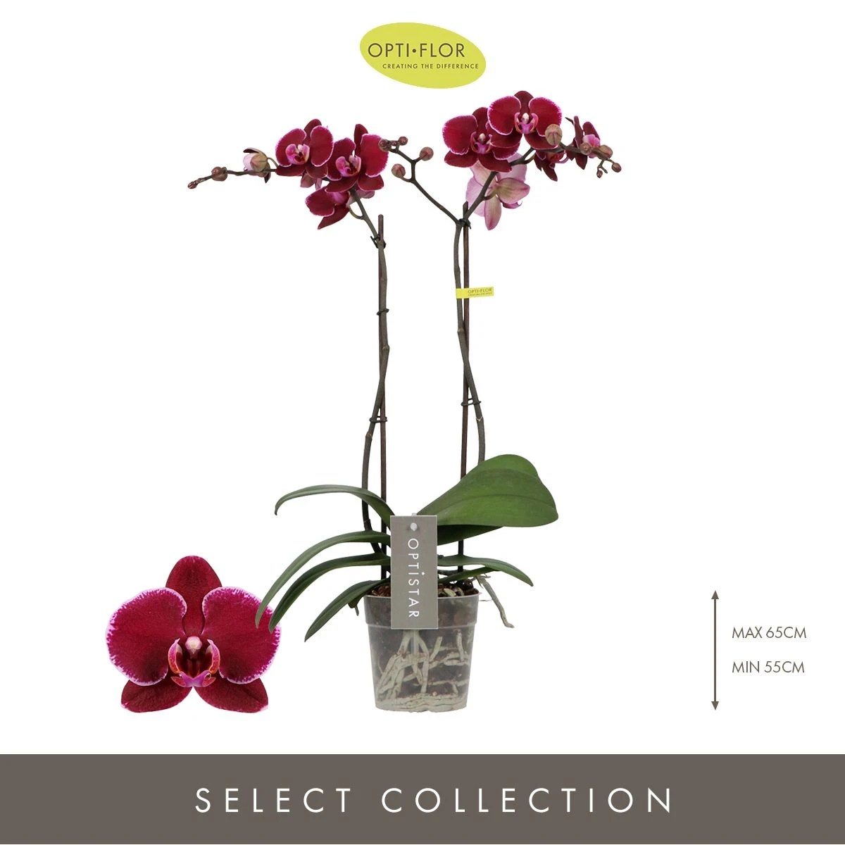 Optistar Montpellier Orkide