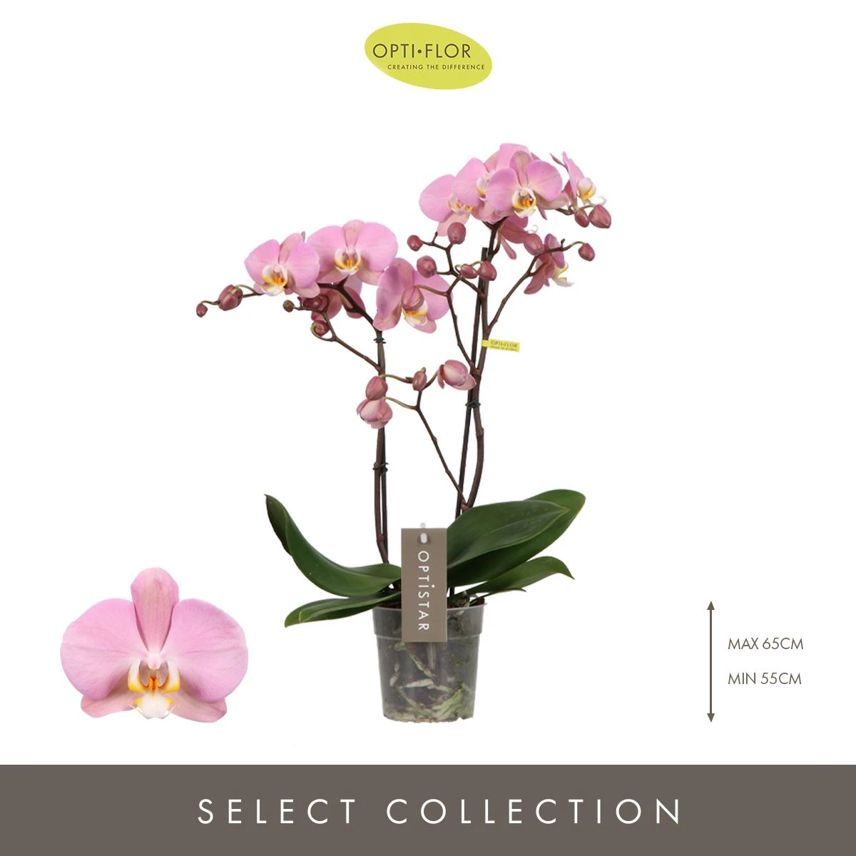 Optistar Padova Orkide